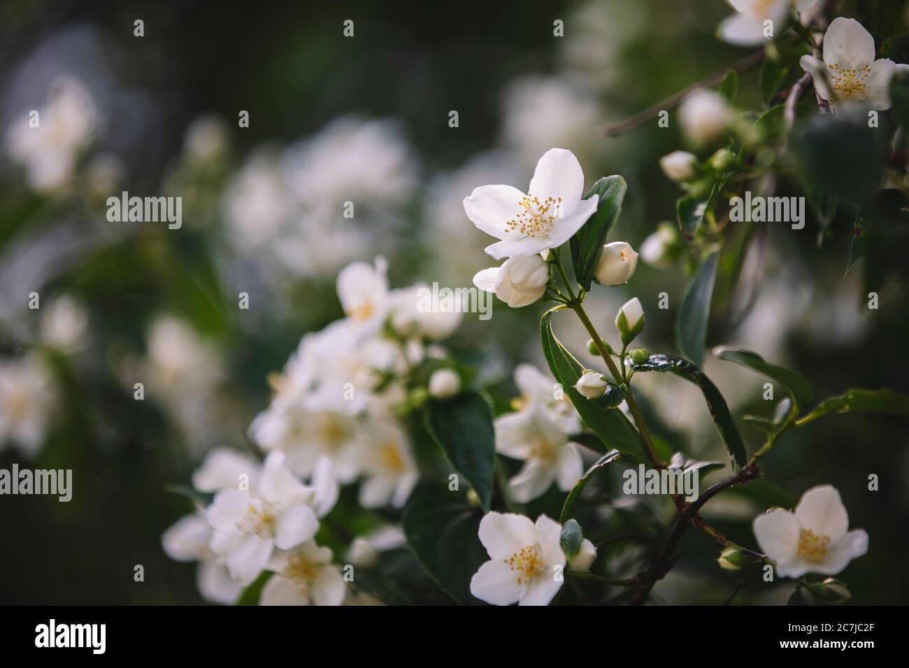 Evergreen rose hires stock photography and images Alamy