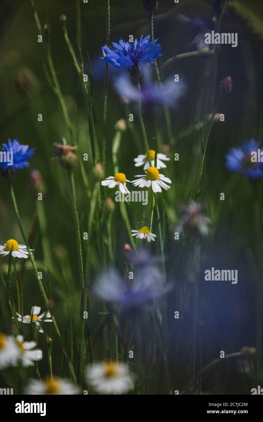 Plants a barley field cornflowers hi-res stock photography and images ...