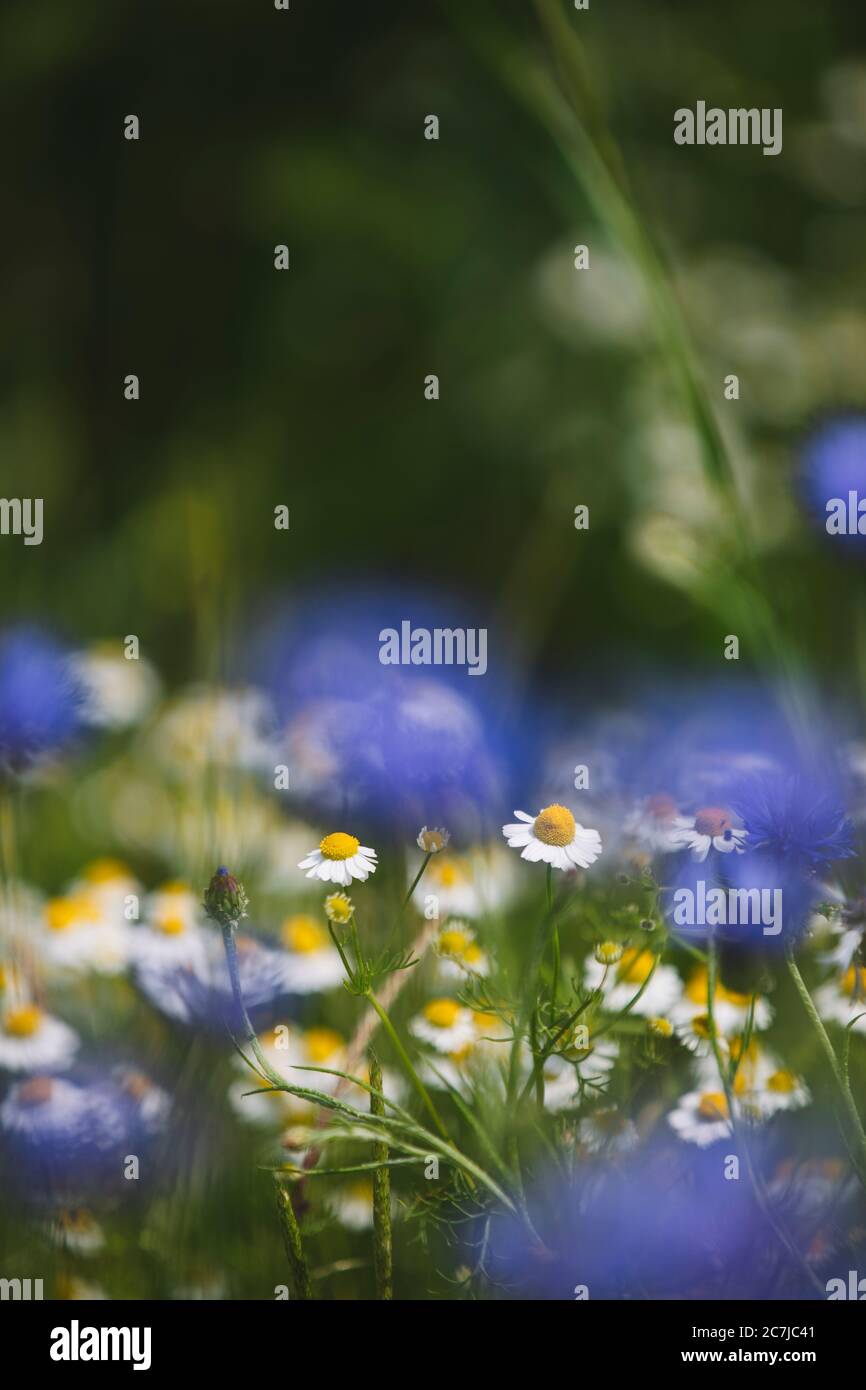 Plants a barley field cornflowers hi-res stock photography and images ...