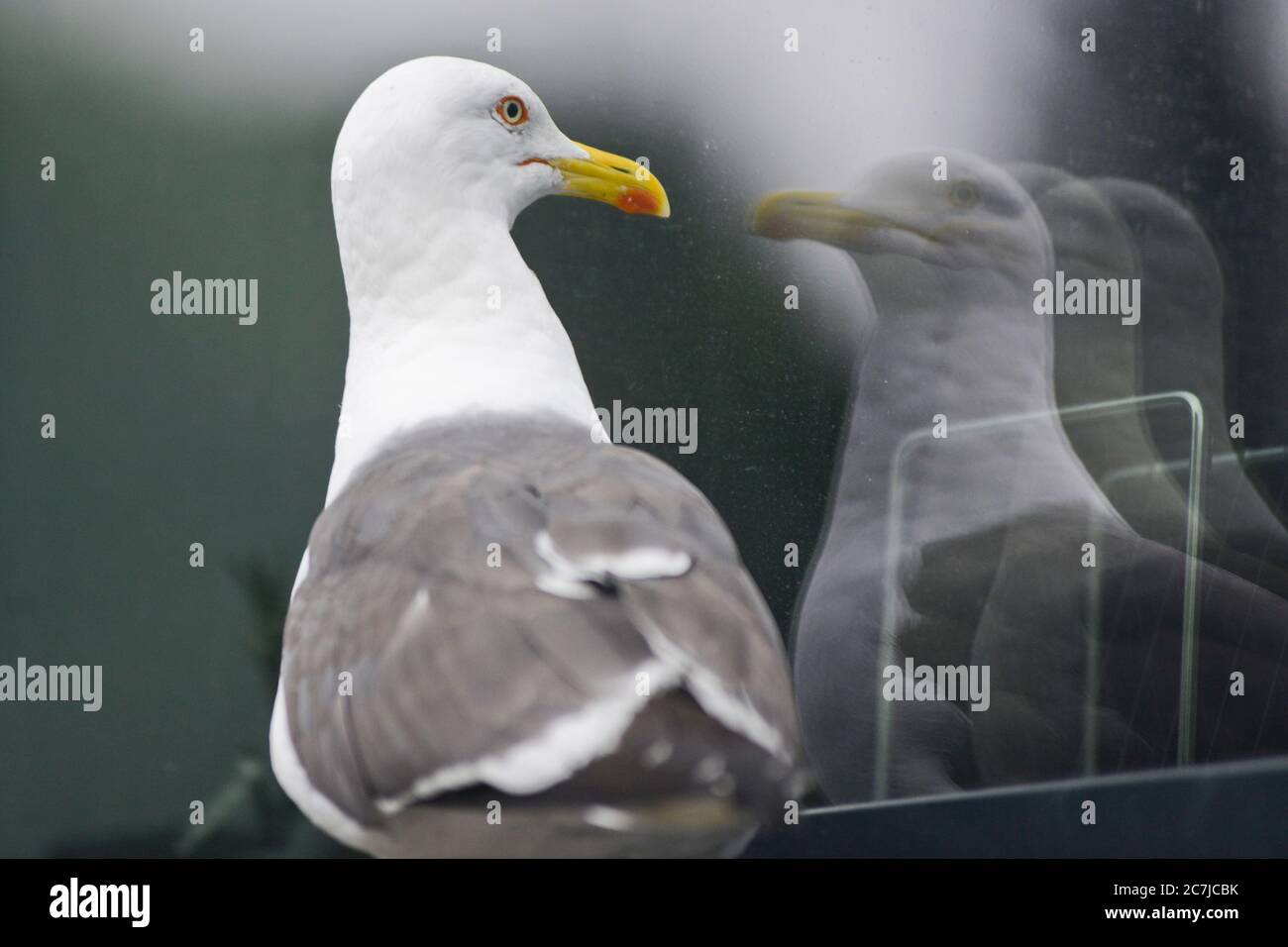 A seagull looking at it's own reflection. Bergen, Norway Stock Photo