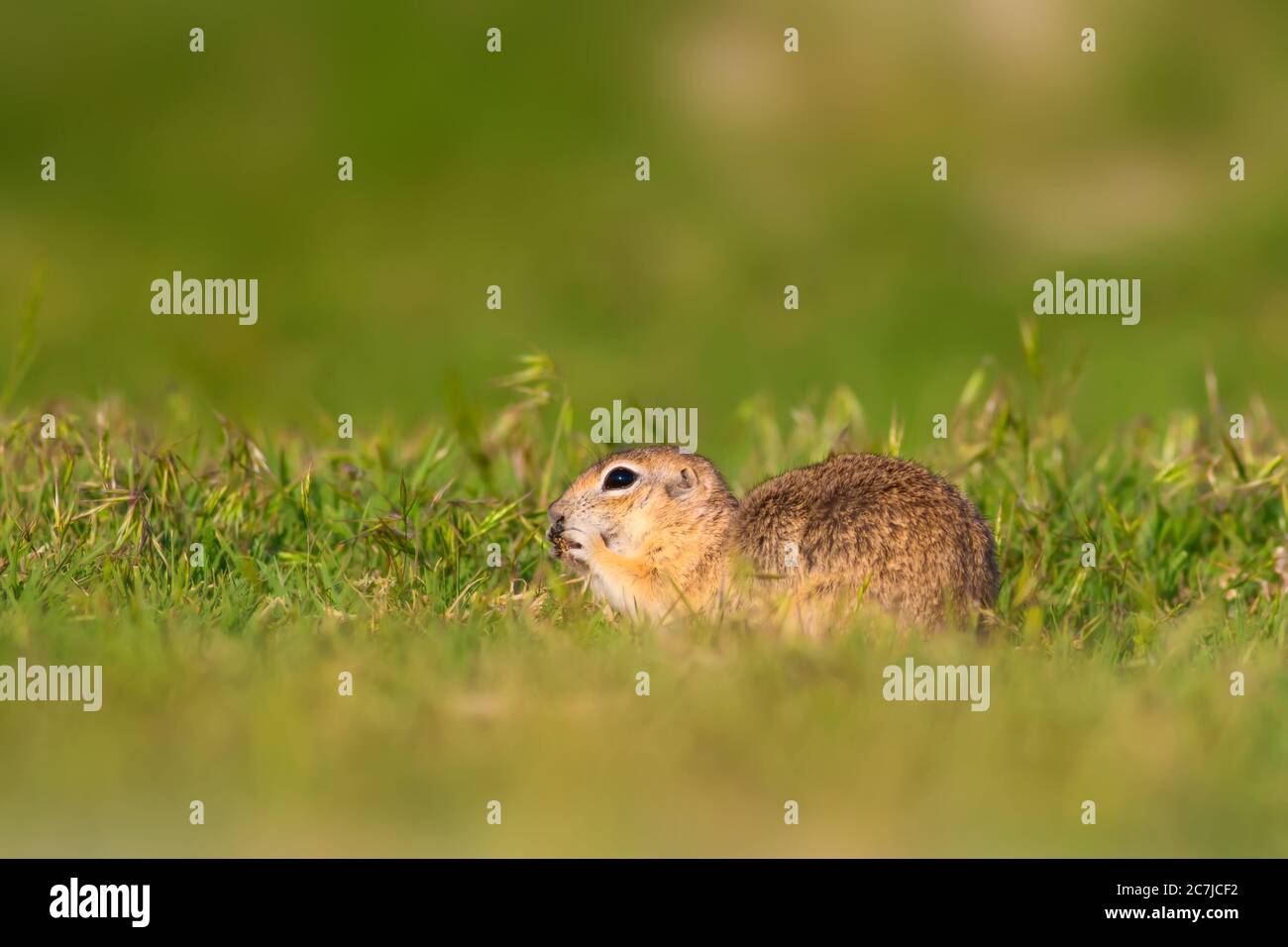 Cute animal. European Ground Squirrel. Green nature background