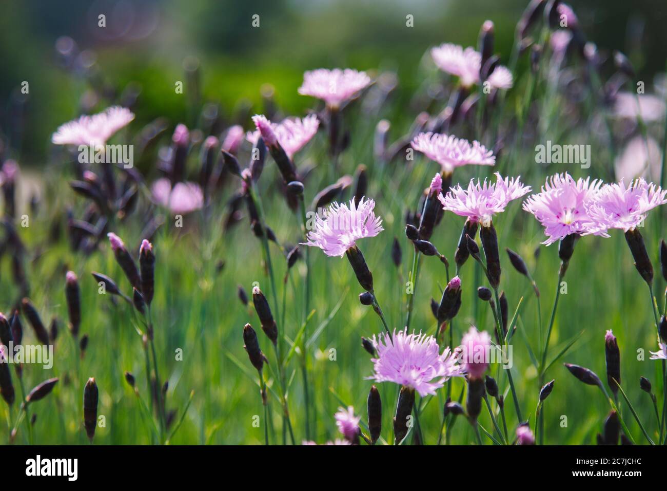 Carnations in the botanical garden Stock Photo