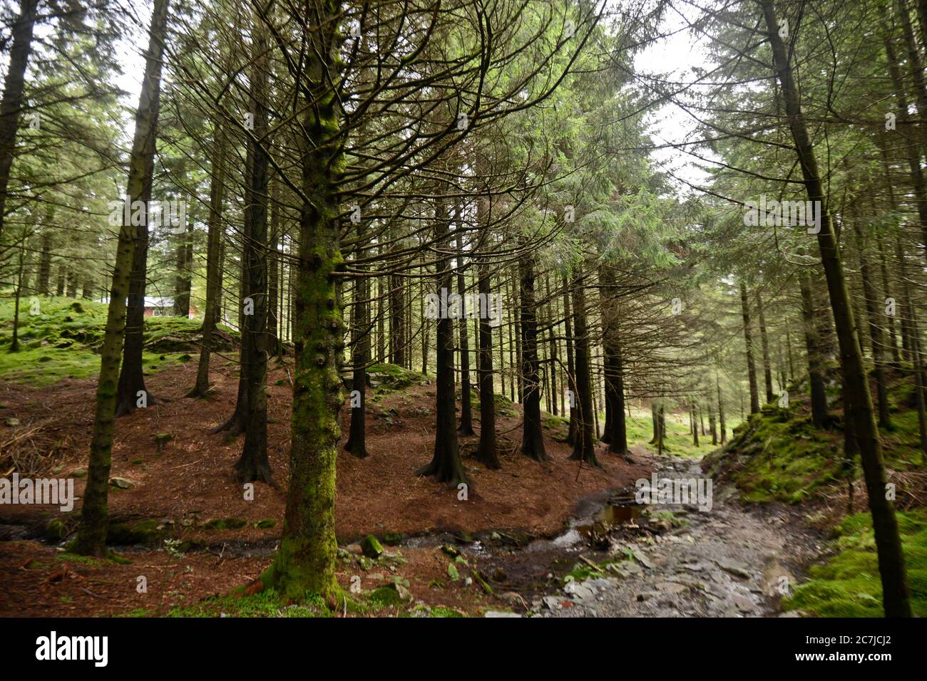 Floyen Mountain woods, Bergen Stock Photo