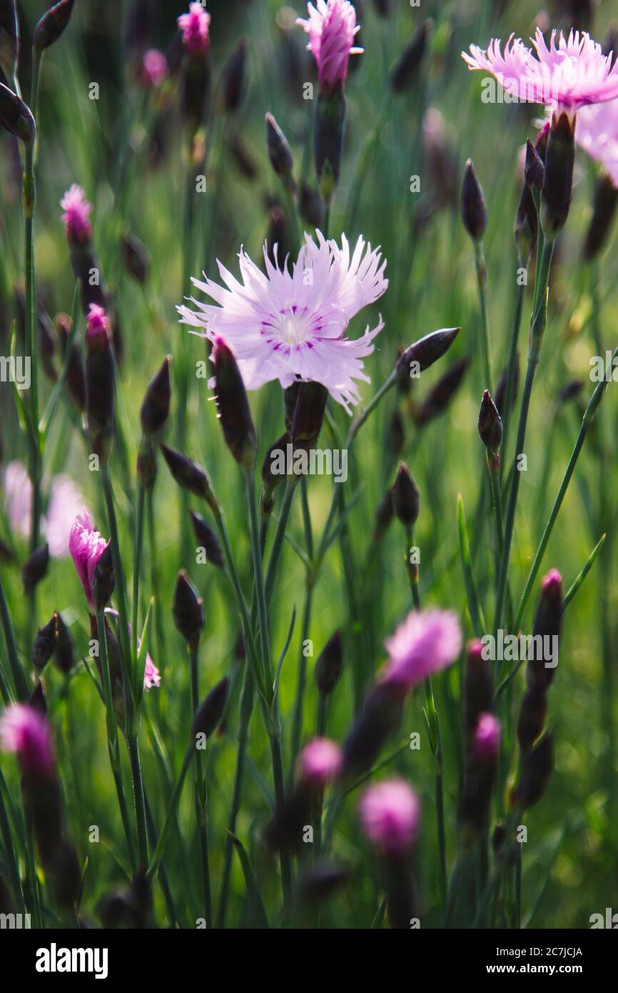 Carnations in the botanical garden Stock Photo