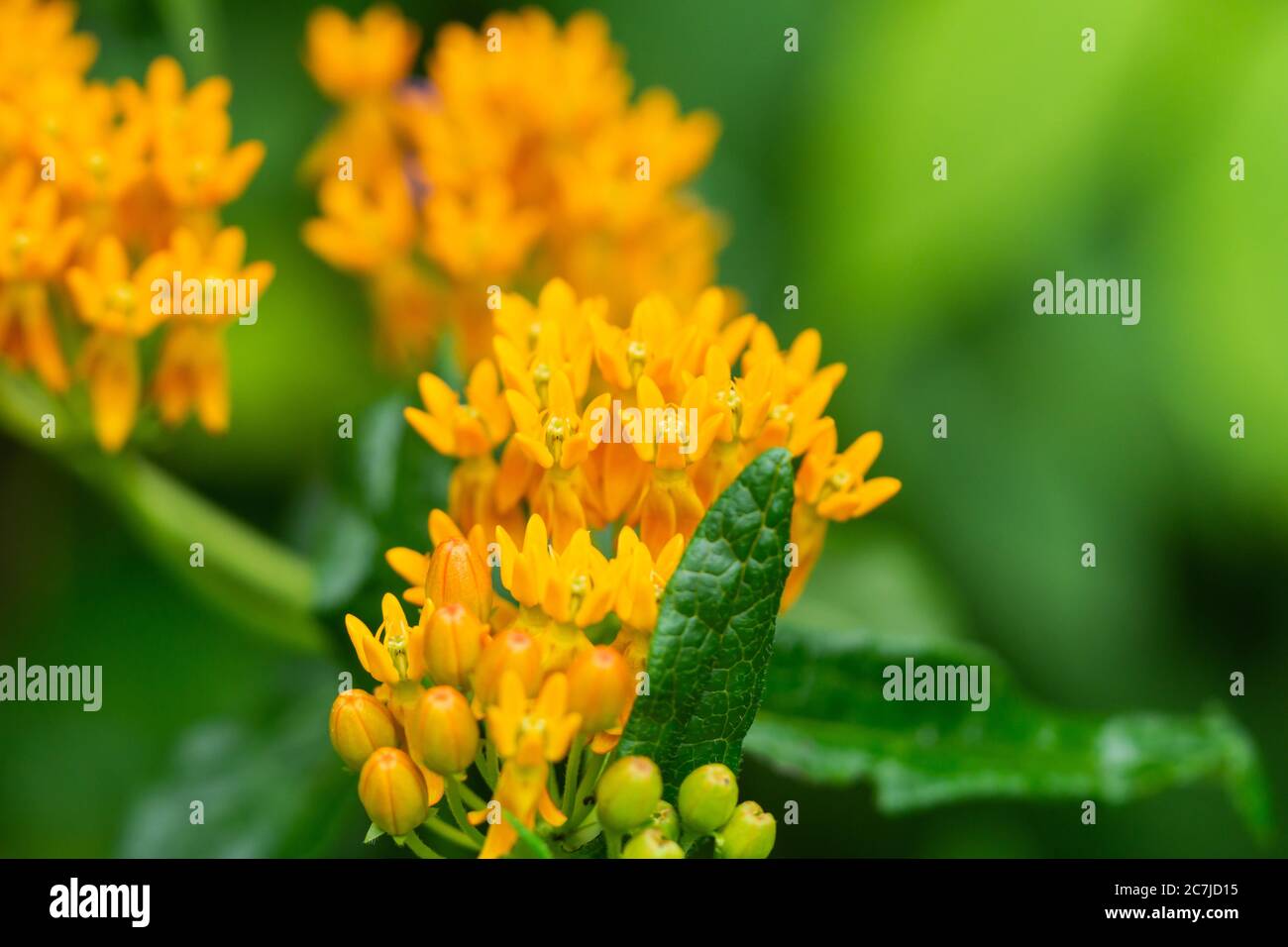 Butterfly Weed Flowers in Summer Stock Photo