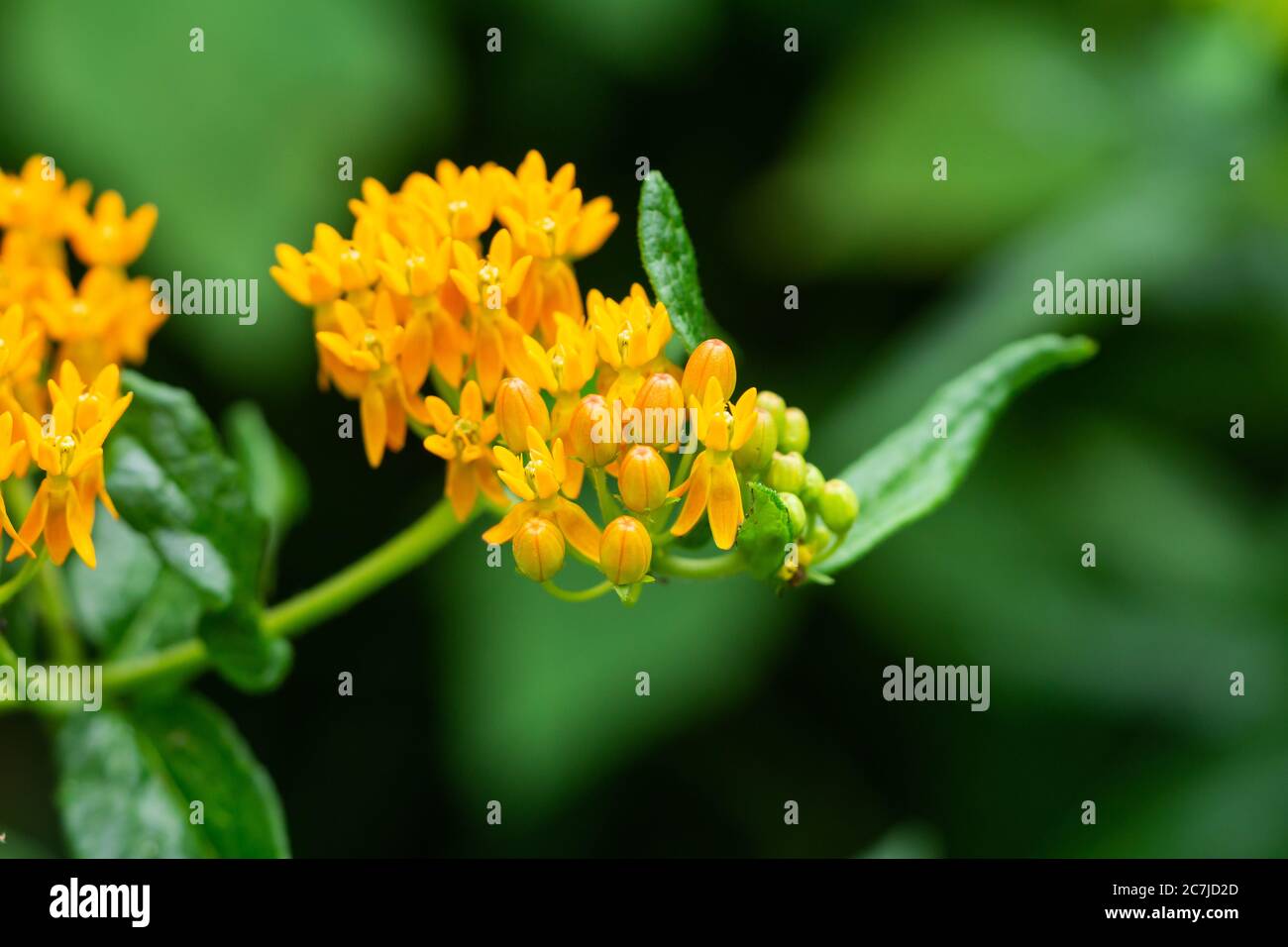 Butterfly Weed Flowers in Summer Stock Photo