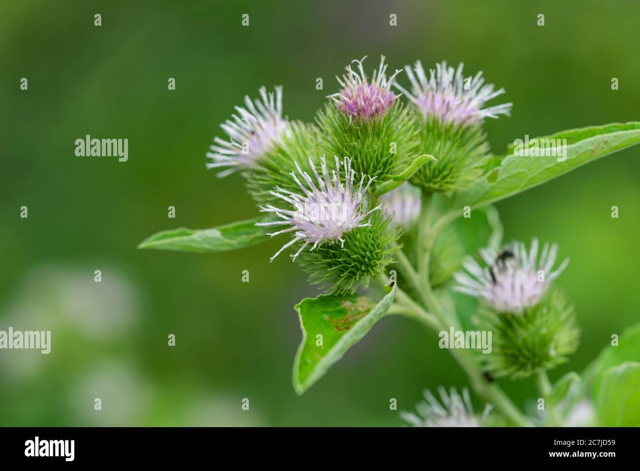 Common Burdock Flowers in Summer Stock Photo - Alamy