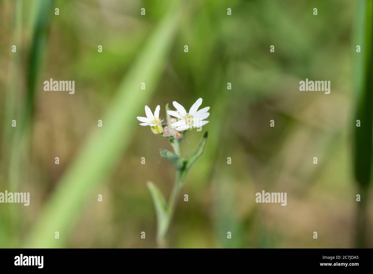 Hoary alyssum berteroa incana hi-res stock photography and images - Alamy