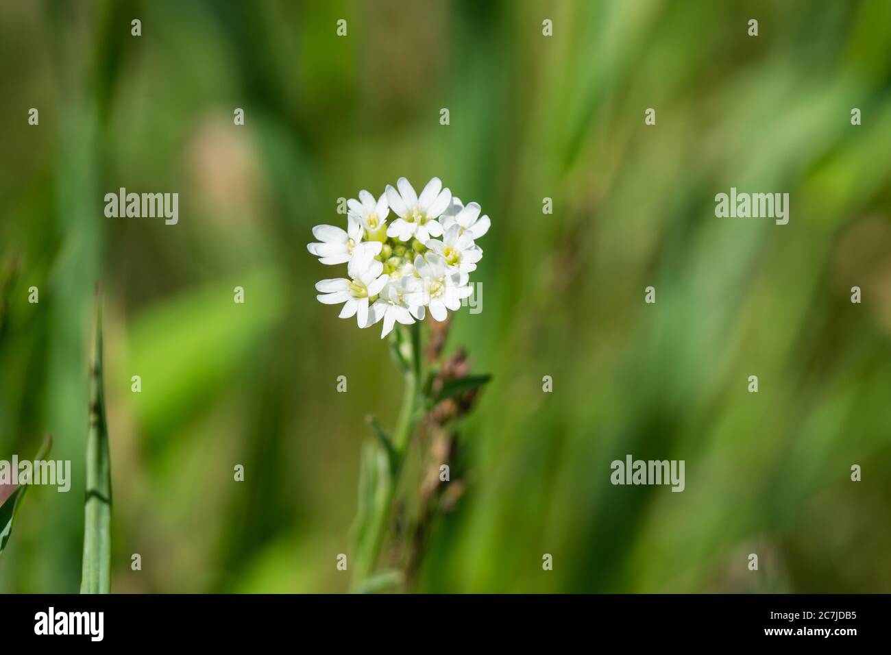 Hoary alyssum hi-res stock photography and images - Alamy