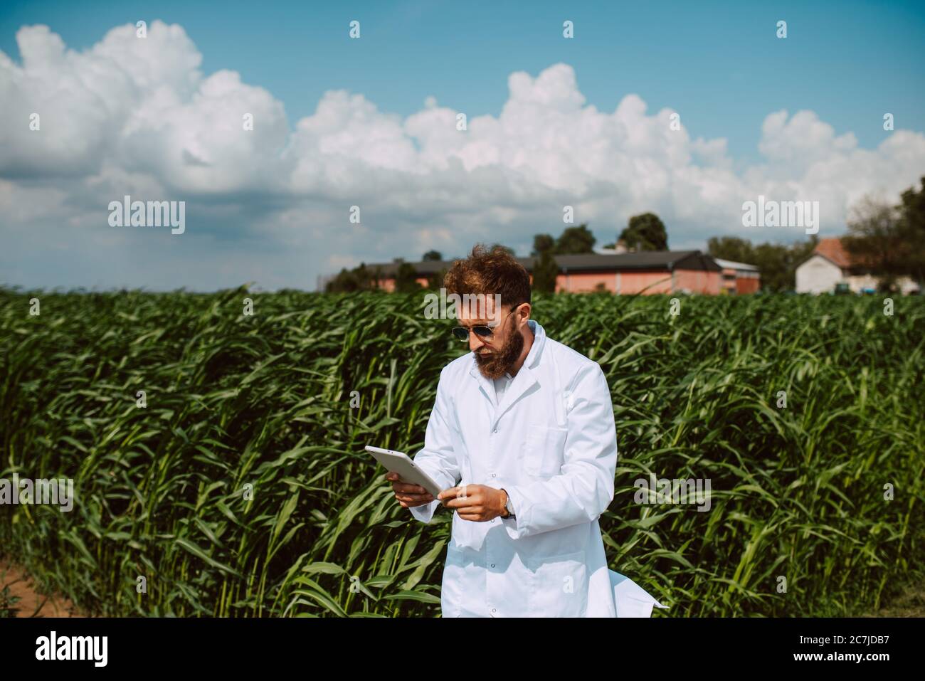 Male caucasian technologist agronomist with tablet computer in the corn ...