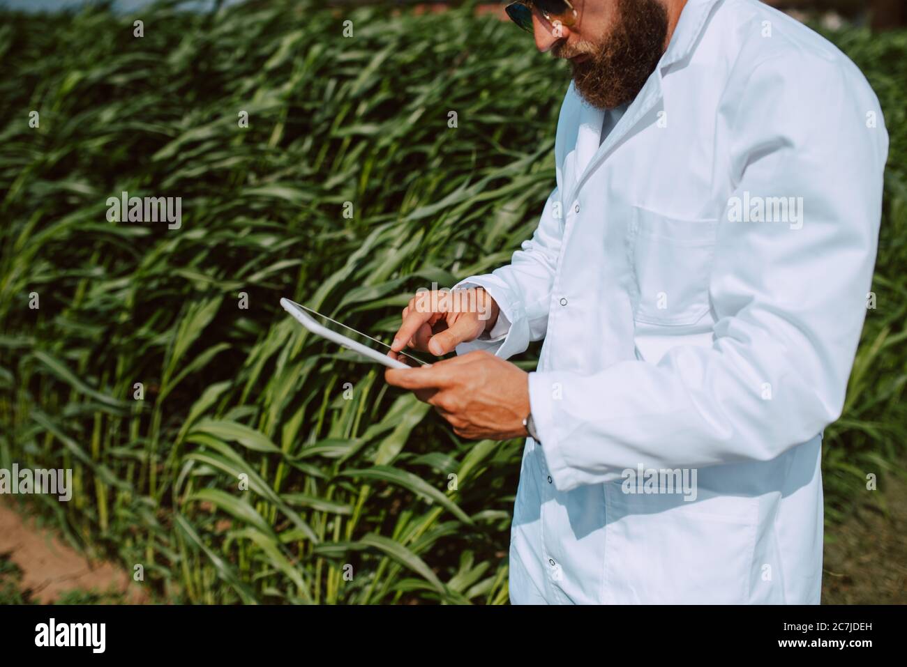 Male caucasian technologist agronomist with tablet computer in the corn ...