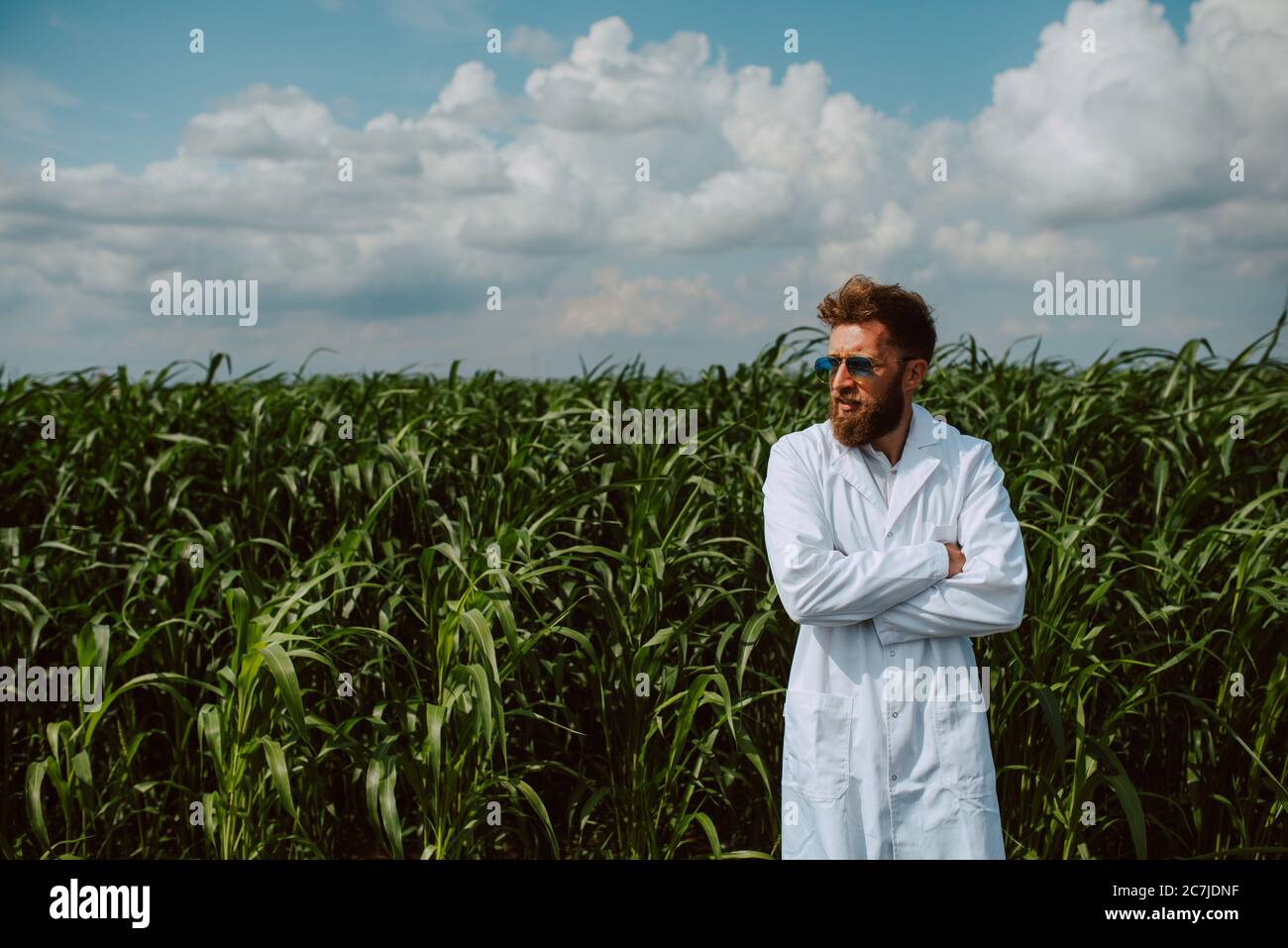 Male caucasian technologist agronomist with tablet computer in the corn ...