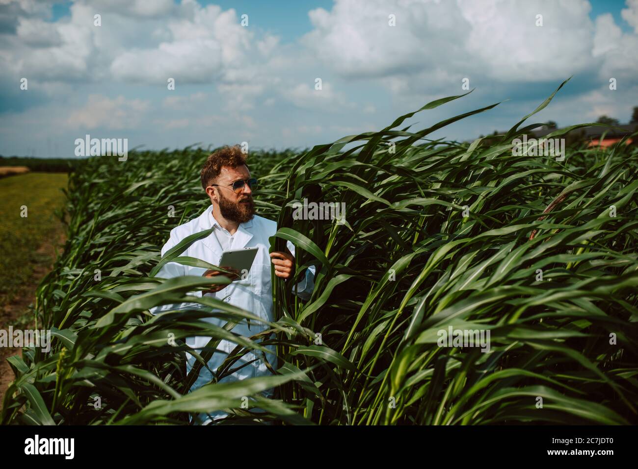 Male caucasian technologist agronomist with tablet computer in the corn ...