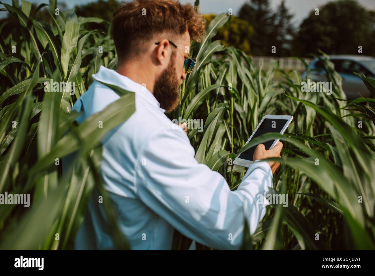 Male caucasian technologist agronomist with tablet computer in the corn ...