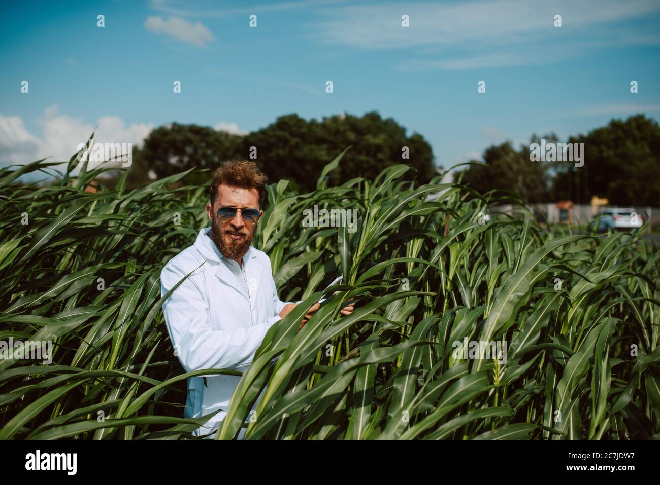 Male caucasian technologist agronomist with tablet computer in the corn ...