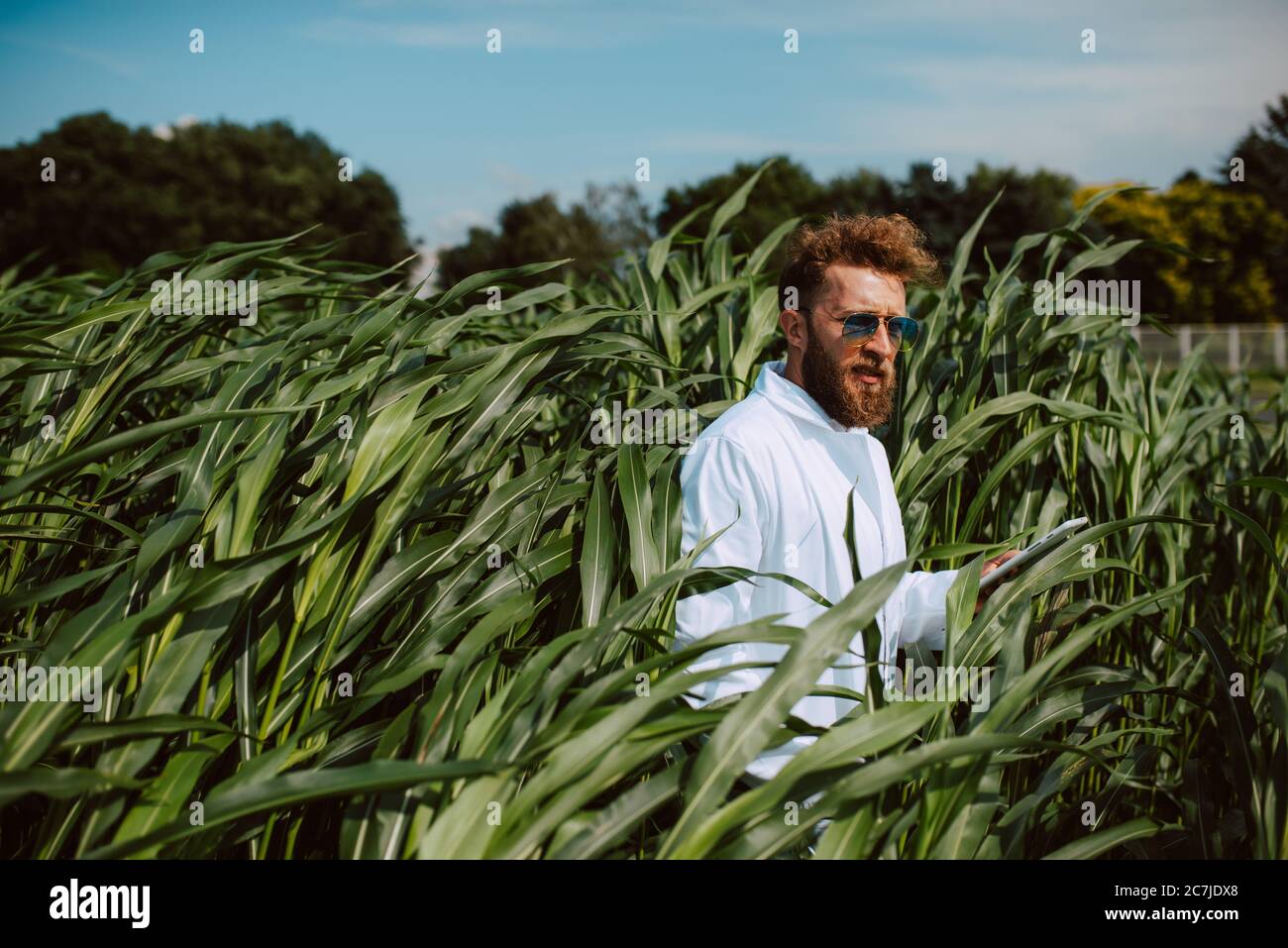 Male caucasian technologist agronomist with tablet computer in the corn ...