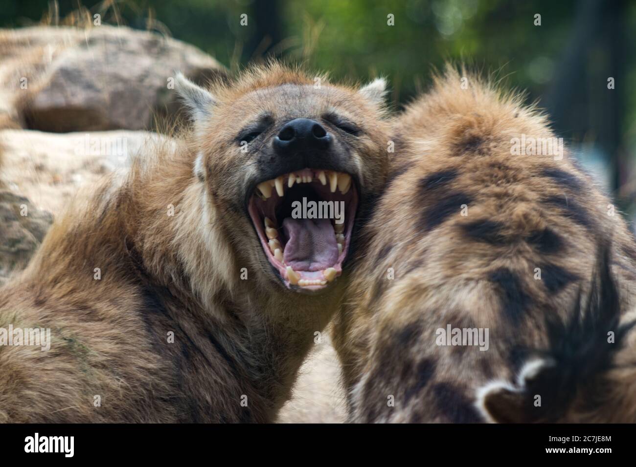 Hyenas one of them yawning with a blurred background Stock Photo