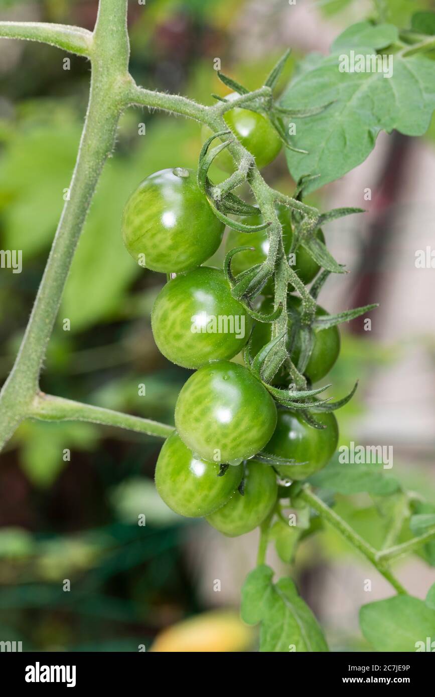 Petit tomato hires stock photography and images Alamy