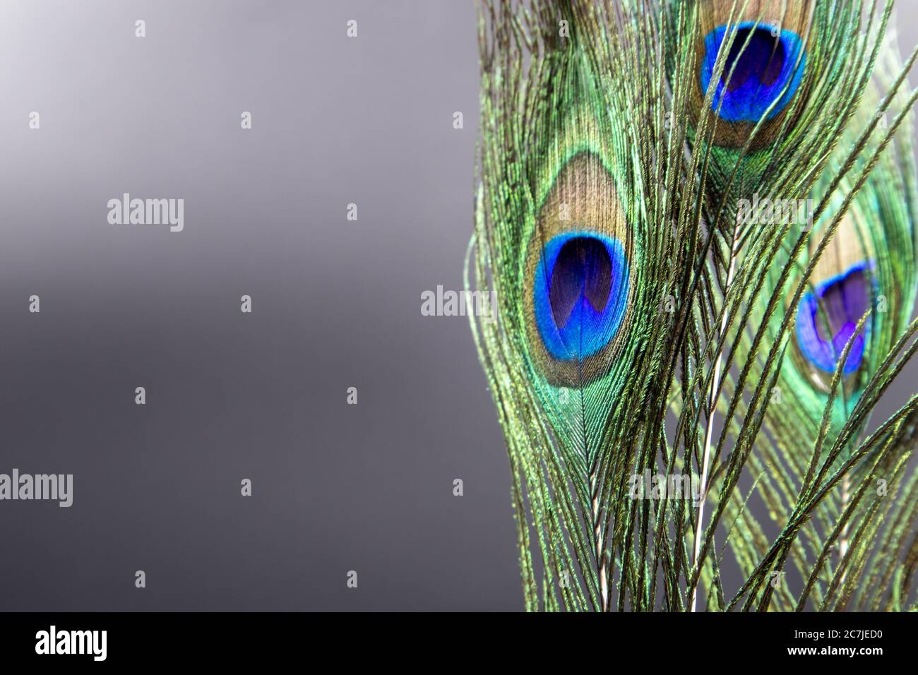 Peacock feather on blue background Stock Photo - Alamy