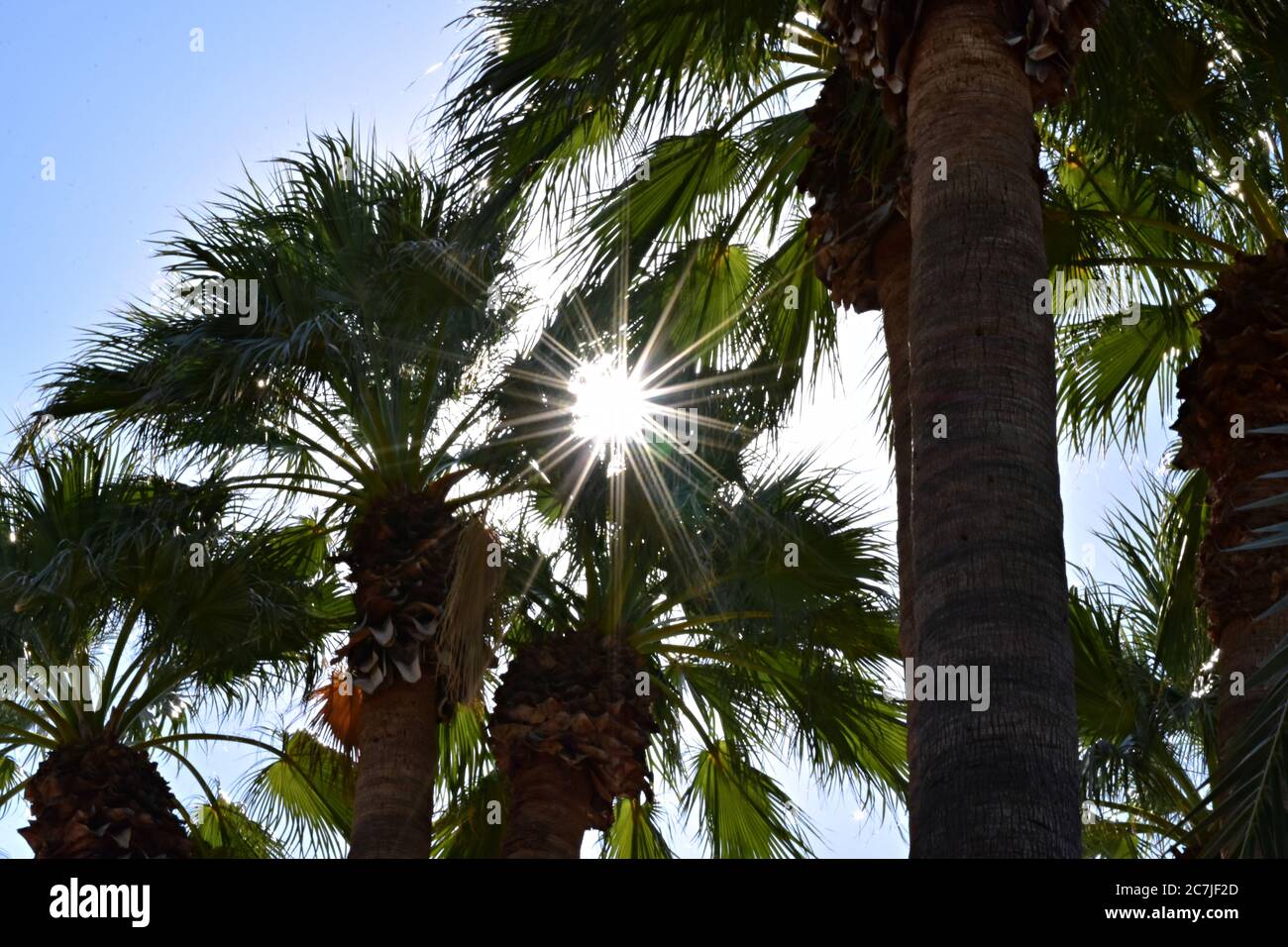 Low angle shot of the bright sun shining through tall palm trees Stock ...