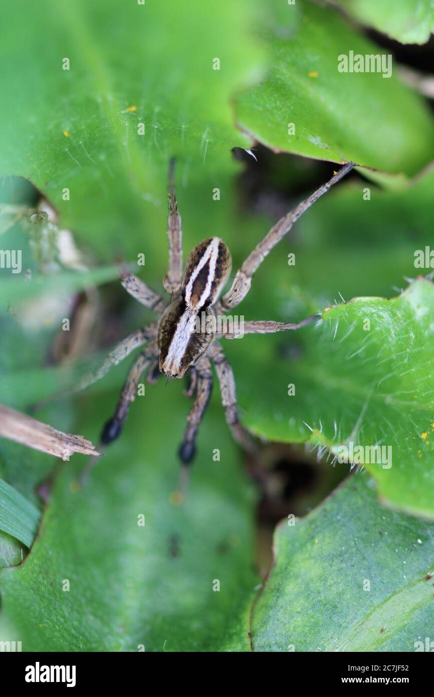 Alopecosa cuneata (spider) Stock Photo