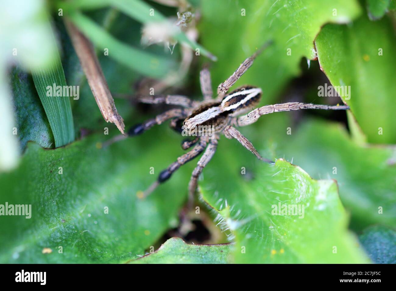 Alopecosa cuneata (spider) Stock Photo