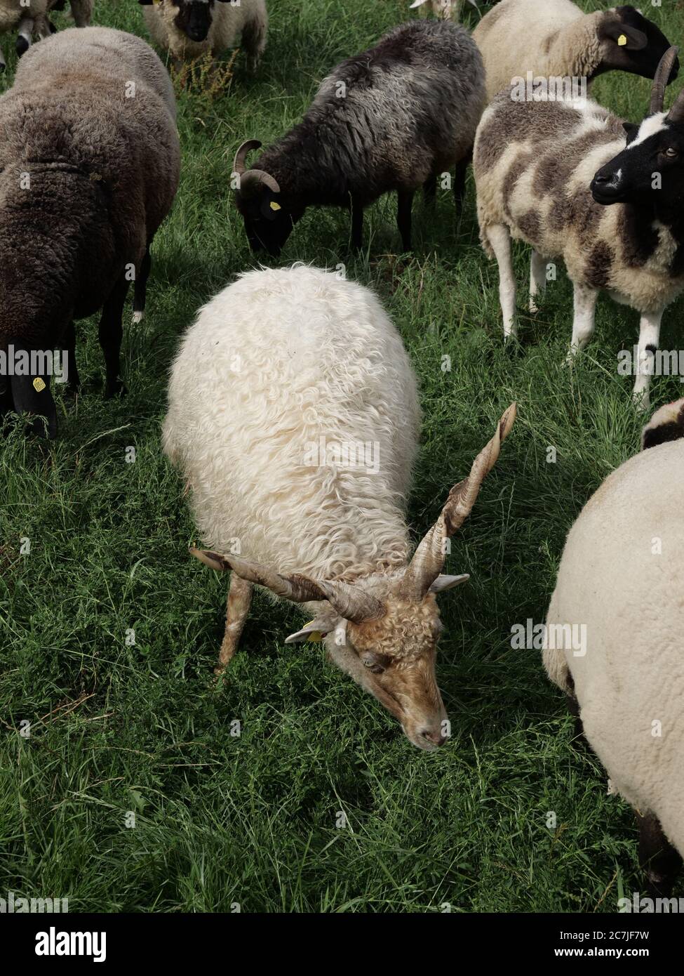 Schafhof Perl, rare sheep, Bavarian Forest, Bavaria, Germany Stock Photo -  Alamy