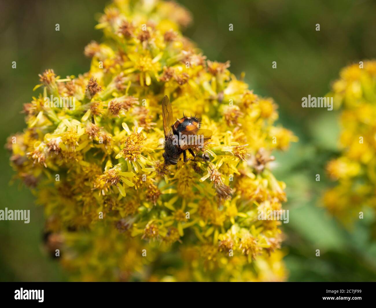 Blume, Osserwiese, Osser, Bavarian Forest, Bavaria, Germany Stock Photo