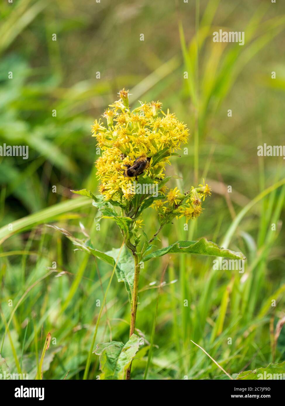 Blume, Osserwiese, Osser, Bavarian Forest, Bavaria, Germany Stock Photo