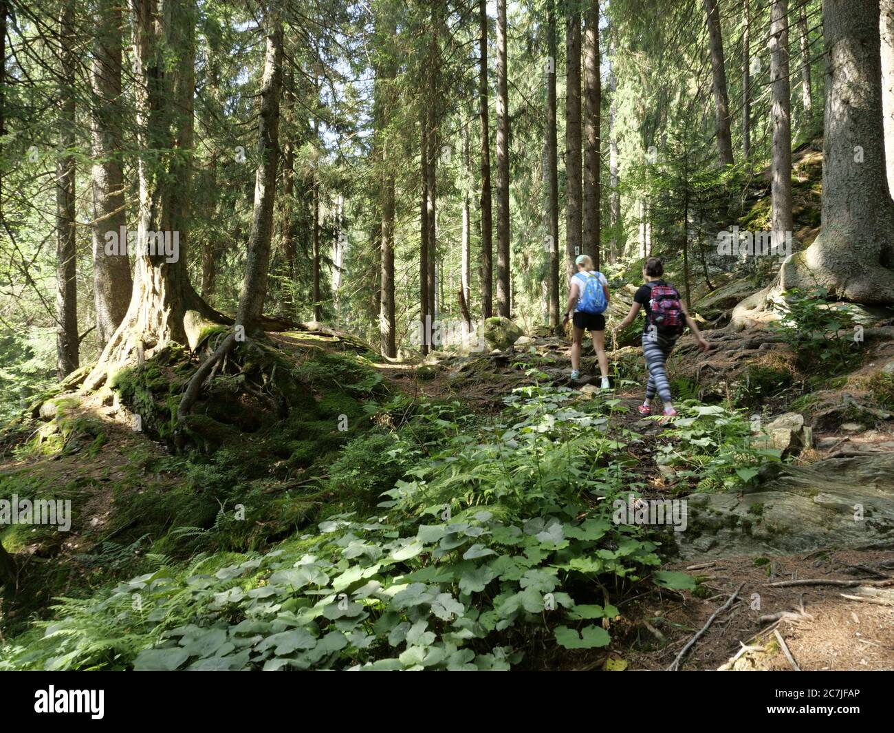 Hikers at Höllbachspreng, National Park, Bavarian Forest, Bavaria, Germany Stock Photo