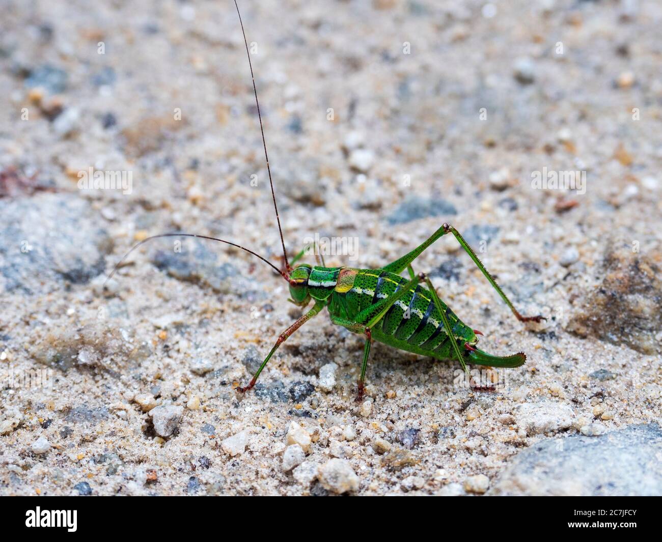 Grasshopper, National Park, Bavarian Forest, Bavaria, Germany Stock Photo