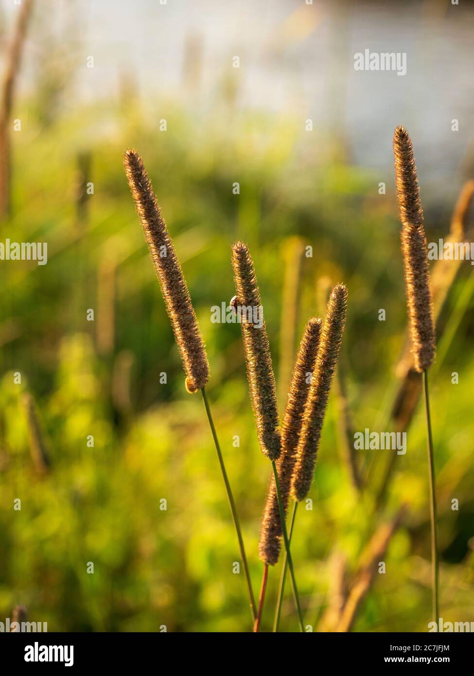 Insects on grass, Großer Filz / Klosterfilz, National Park, Bavarian ...