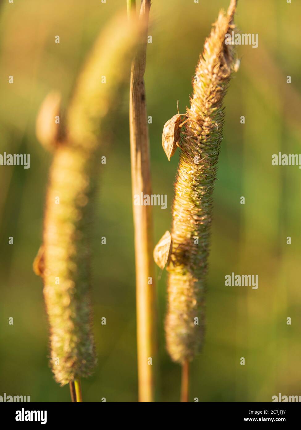 Insects on grass, Großer Filz / Klosterfilz, National Park, Bavarian Forest, Bavaria, Germany Stock Photo