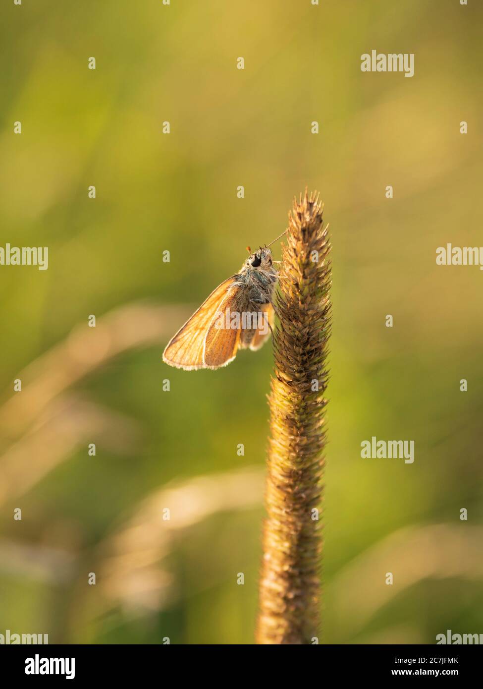 Insects on grass, Großer Filz / Klosterfilz, National Park, Bavarian Forest, Bavaria, Germany Stock Photo