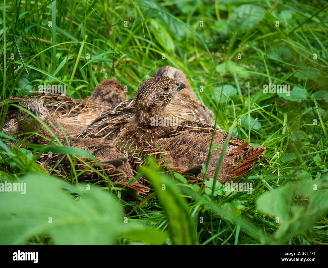 Outdoor animal area in the Lusen National Park Center, Bavarian Forest, Bavaria, Germany Stock Photo