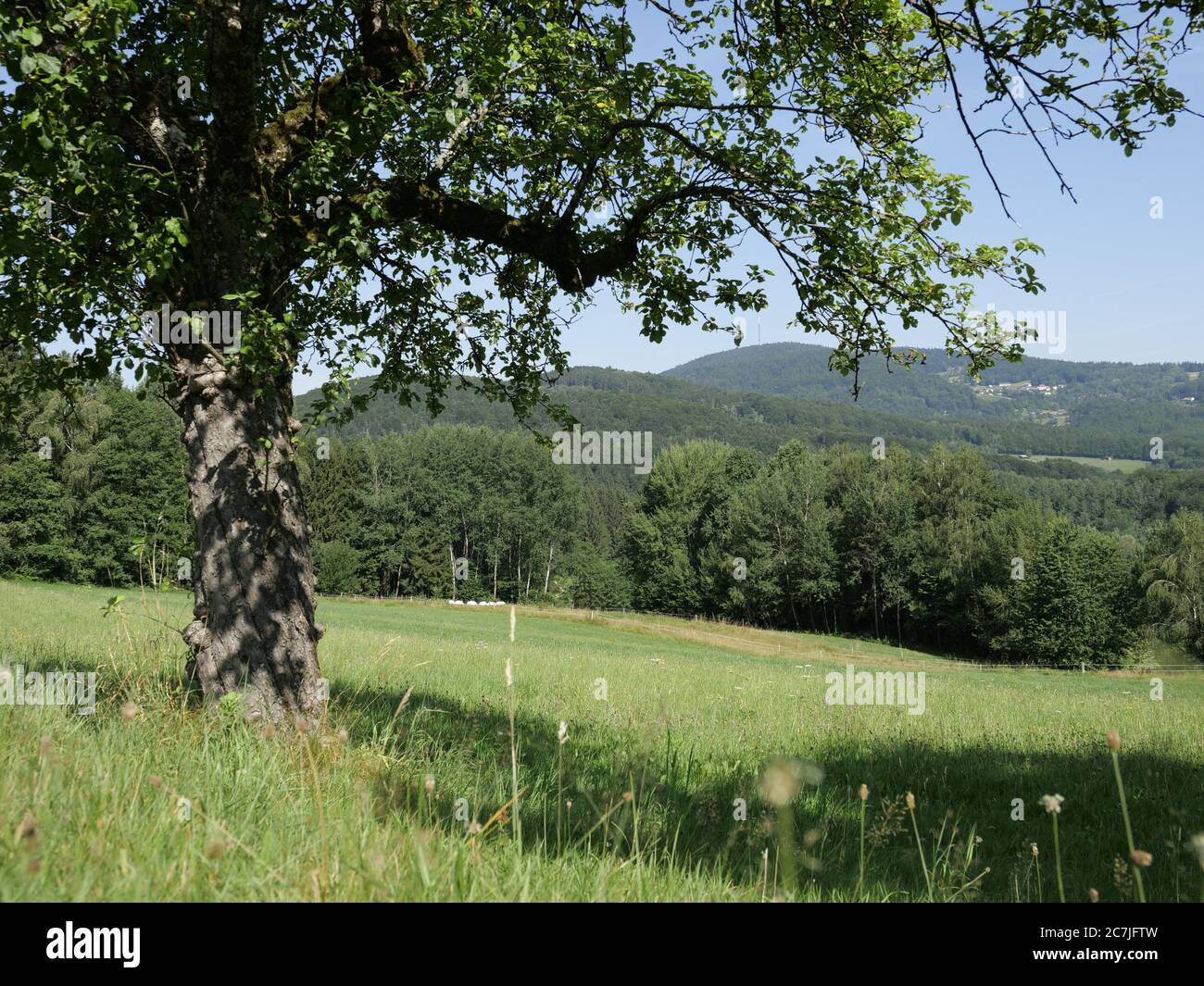 View of Brotjacklriegel, Bavarian Forest, Bavaria, Germany Stock Photo