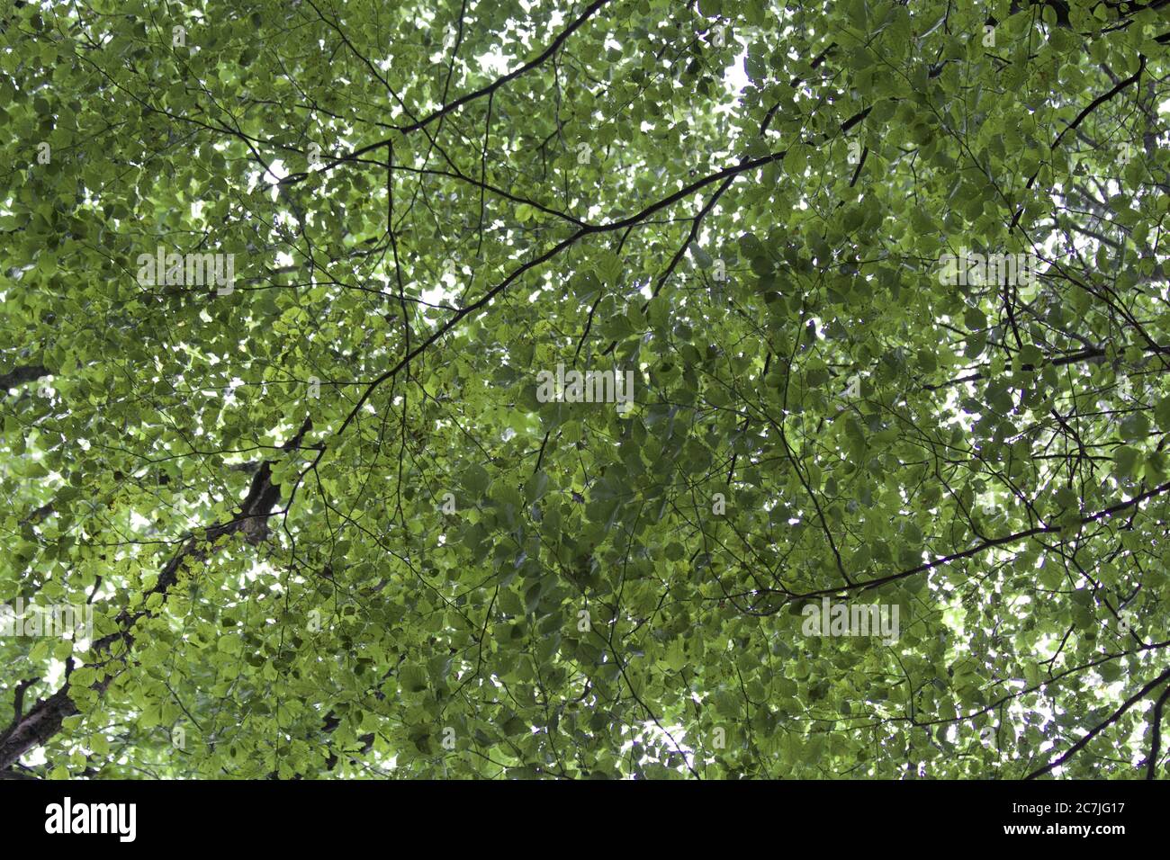 Leaf canopy forest hi-res stock photography and images - Alamy