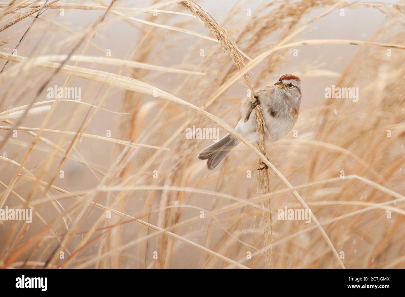 American tree sparrow Stock Photo