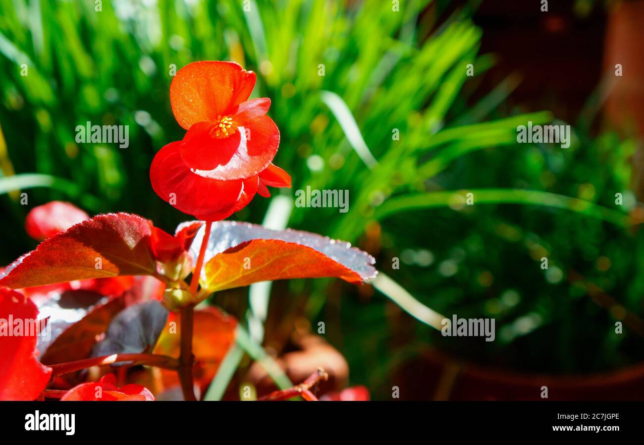 Beautiful red autumn flowers hi-res stock photography and images - Alamy