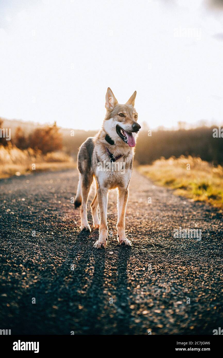 Vertical shot of a wolfdog with an epic sunset background Stock Photo