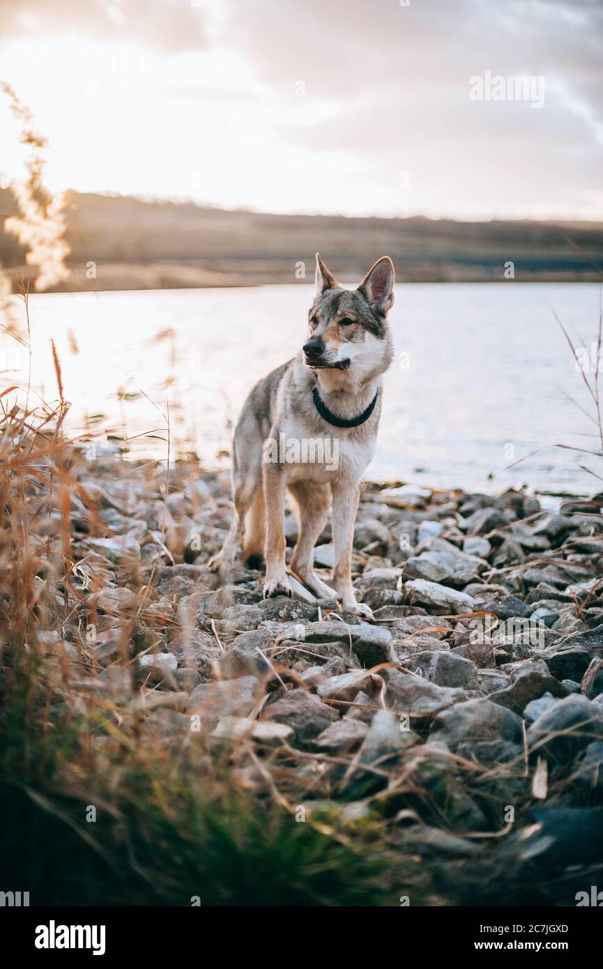 Vertical shot of a wolfdog near the lake with the evening sunset light in the background Stock Photo