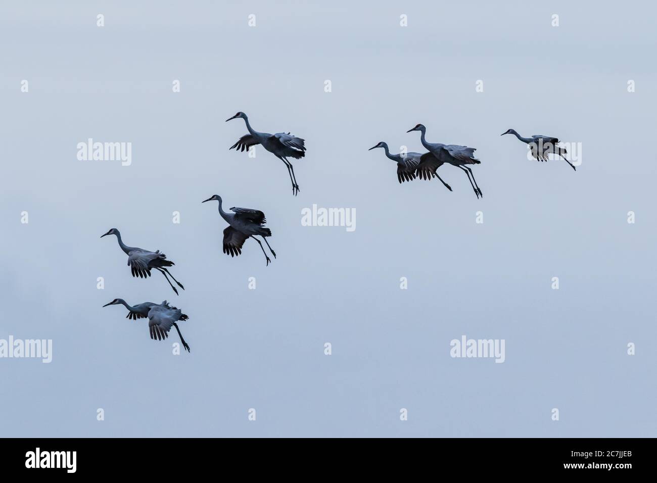 A flock of Sandhill Cranes, Antigone canadensis, drop in for a landing in their very characteristic 'sitting' position with a 'gear down, flaps down' Stock Photo