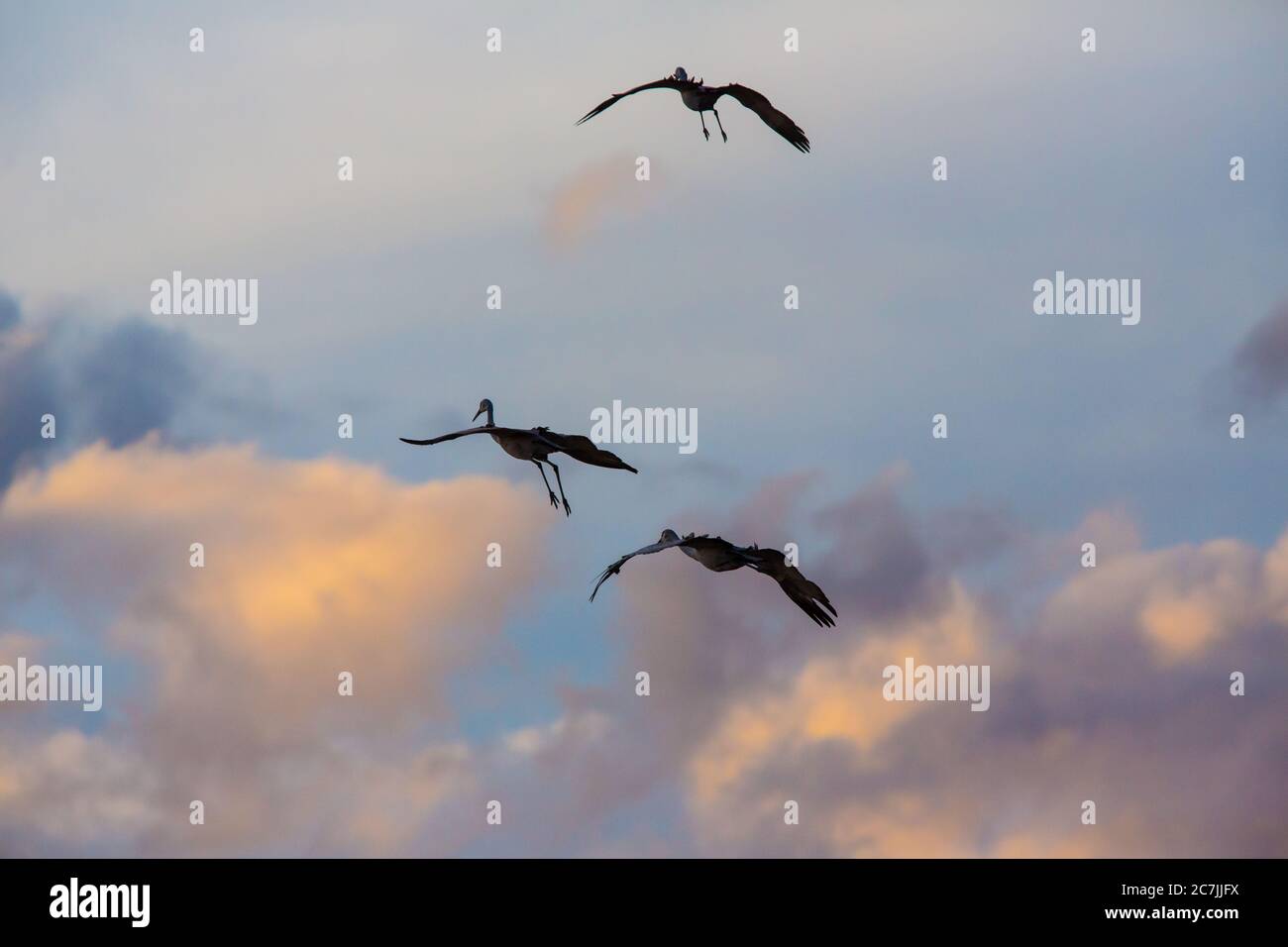 Three  Sandhill Cranes, Antigone canadensis, drop in for a landing in their very characteristic 'sitting' position with a 'gear down, flaps down' conf Stock Photo