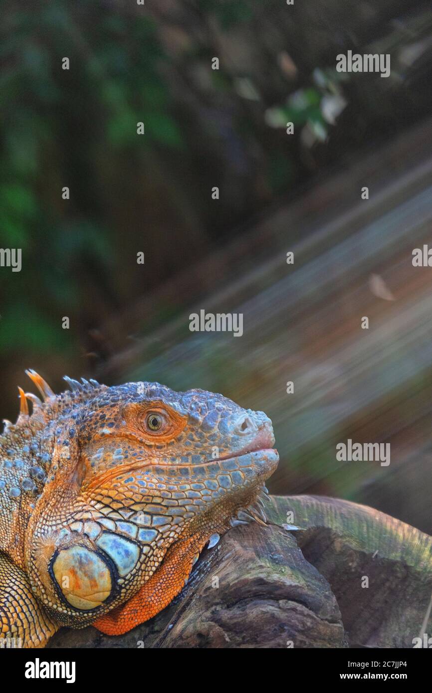 Green Iguana (Iguana iguana) near a lake seen in Amazon region Stock Photo