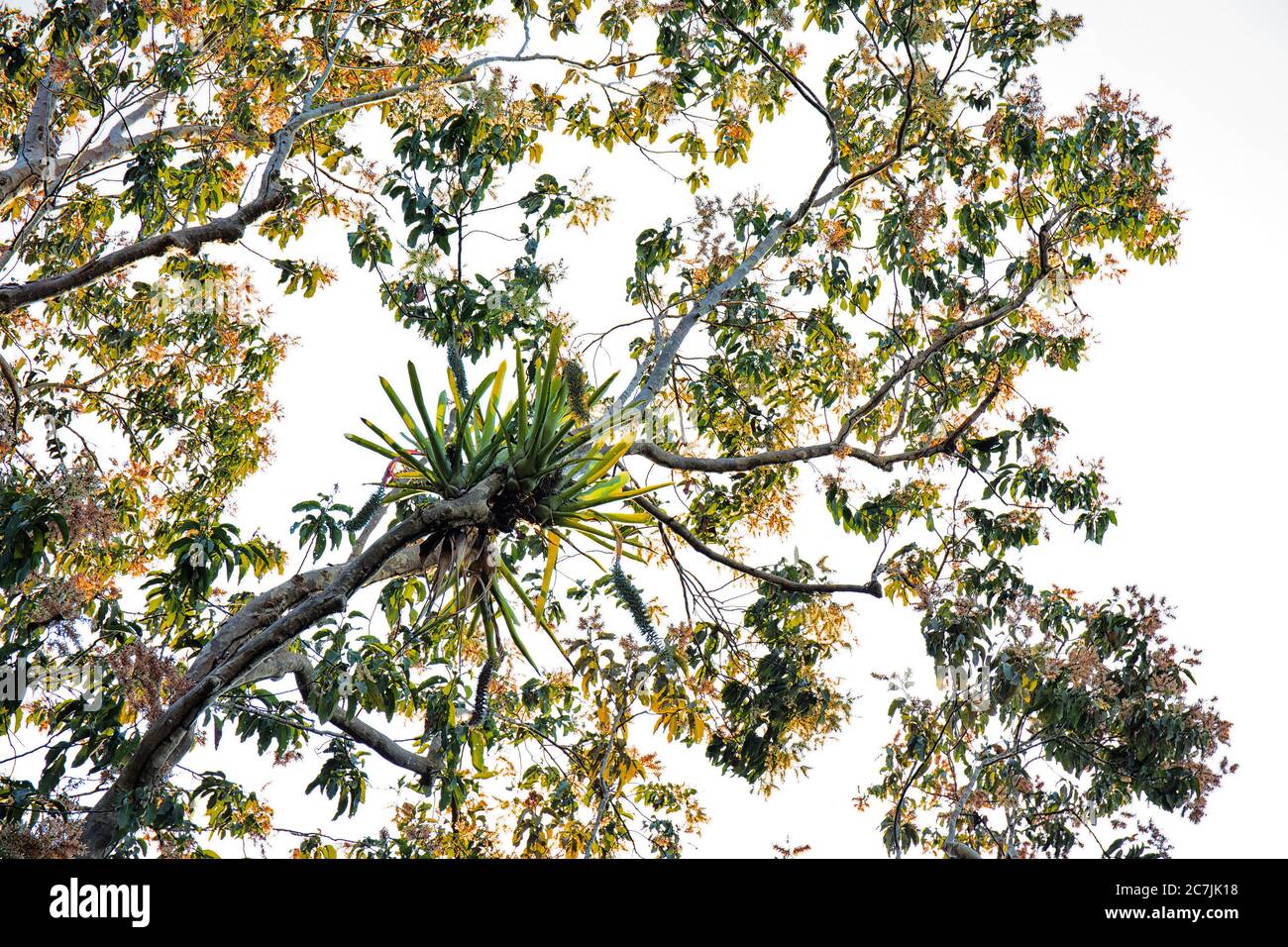 Amazon basin trees hires stock photography and images Alamy