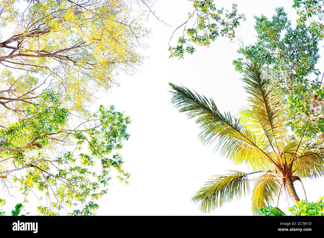 Amazon basin trees hires stock photography and images Alamy