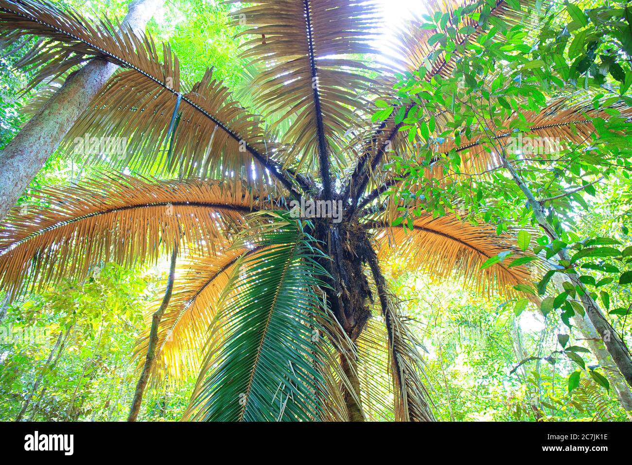 Amazon basin trees hires stock photography and images Alamy