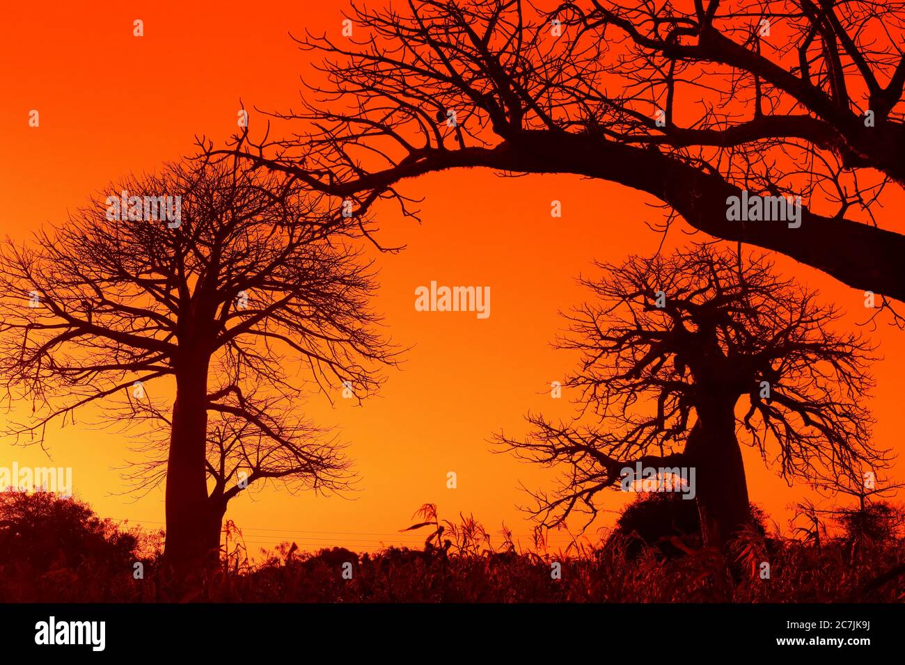 African baobab, aka Adansonia digitata sometimes known as the upside down tree, Vilanculos, Mozambique, Mozambique, East Africa, Africa Stock Photo
