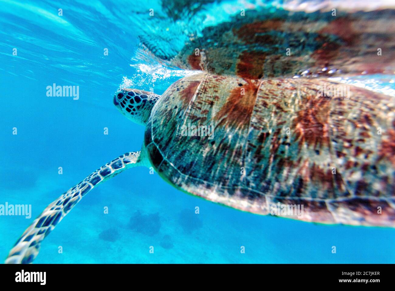 Green Sea Turtle (Chelonia mydas), Balicasag Island, Philippines Stock Photo