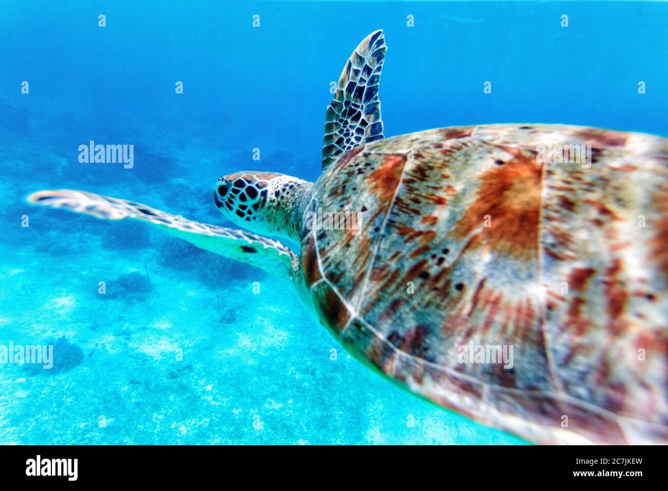 Green Sea Turtle (Chelonia mydas), Balicasag Island, Philippines Stock Photo